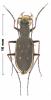 Ropaloteres cinctus